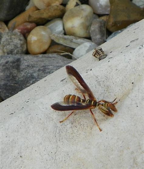 Wasp Like With Arms Like Praying Mantis Climaciella Brunnea