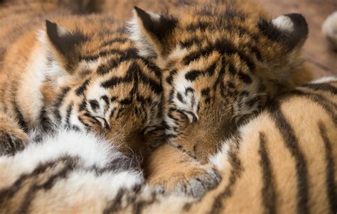 Wallpaper Cats Tiger Sleep Kittens Fur The Cubs Sleep Amur Cubs