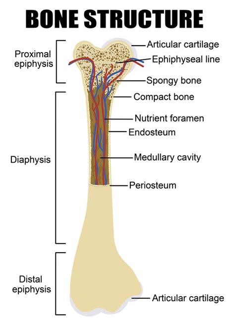 Long Bone Diagram Labled They Are One Of Five Types Of Bones