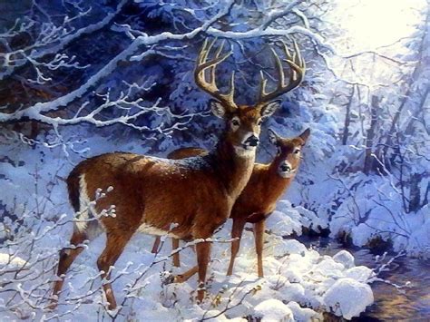Deers In The Snow Winter Animals Deer Pictures