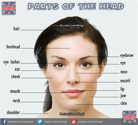 Parts Of The Head Learn English English Language Learners Vocabulary