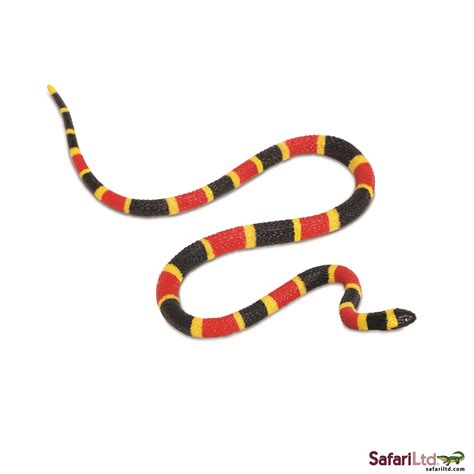 Coral Snake Clipart Types Of Snake Colorful Snakes Coral Snake Book