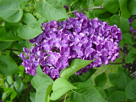 Lilacs How To Plant Grow And Care For Lilac Shrubs The Old Farmer
