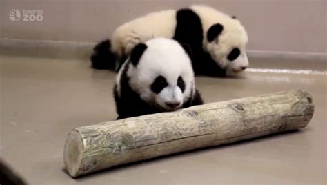 Un Vídeo Muestra Los Primeros Pasos De Dos Osos Panda De Un Zoo De
