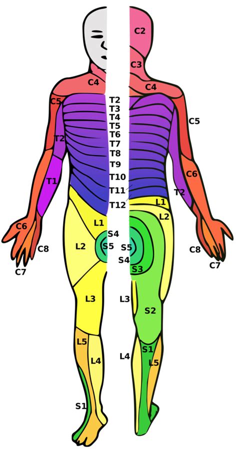 Dermatomesmyotomesreflexes Of L And S Spines Diagram Quizlet