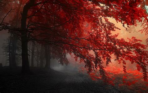 Hd Wallpaper Red Forest Autumn Nature Wallpaper Flare