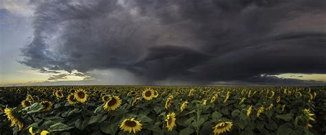 Sunflower And Storm Photograph By Scott Ackerman Pixels
