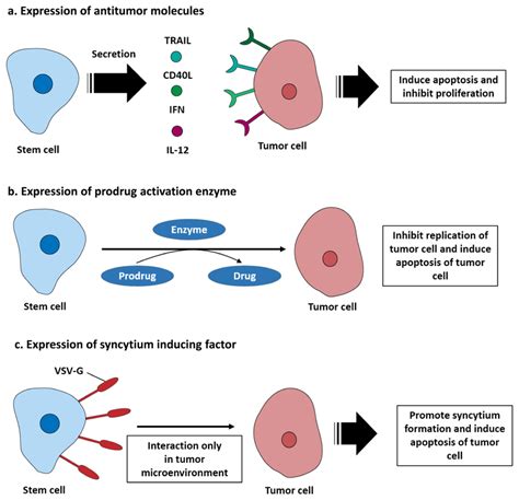 Engineered Stem Cells For Metastatic Cancer Treatment A Stem Cells