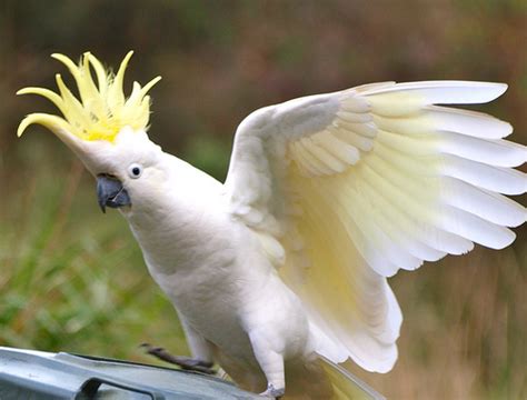 Very Funny All Wallpaper: Exotic birds for sale