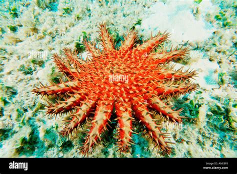 Crown Of Thorns Starfish Acanthaster Planci Kaneohe Bay Oahu Hawaii