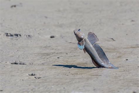 Fish That Walk On Land Field And Stream