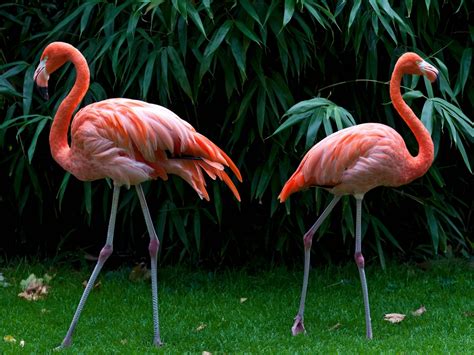 Check spelling or type a new query. Flamingo Desktop Wallpaper Hd Widescreen Free Download For ...