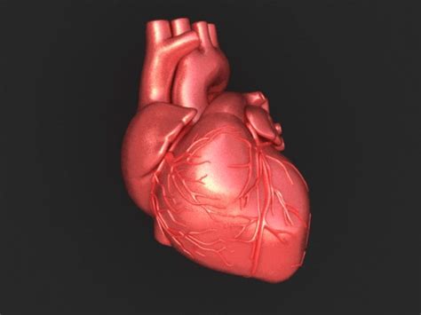 Human Heart Animation Gif Human Heart Bodydawasuws
