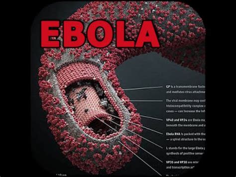 Ebola 2 is created in the spirit of the great classics of survival horrors. Ebola Virus Animation - YouTube