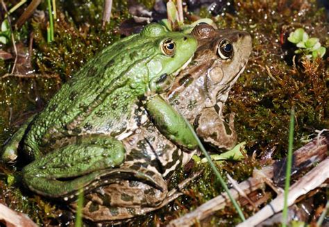 Frog Sex Stock Image Image Of Green Time Frogs Close 2309039