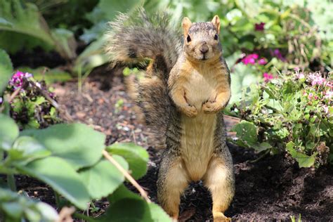 Standup Squirrel A Squirrel Stands Patrol Over The Garden Arthur