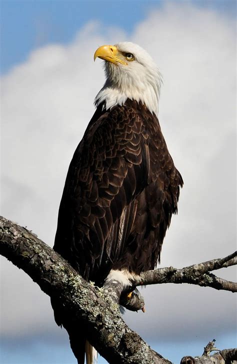 Hd Wallpaper Bald Eagle Perched Raptor Bird Nature Tree American