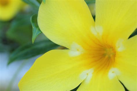 Yellow Flower Background Free Stock Photo Public Domain Pictures