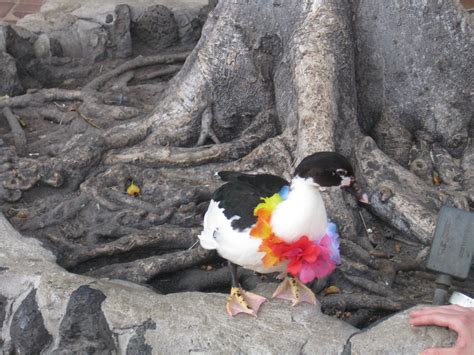 Duck With Lei Lei Hawaii Duck Bird Animals Animales Animaux