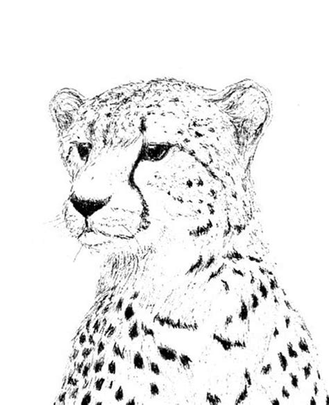 Cheetah Line Drawing At Explore Collection Of