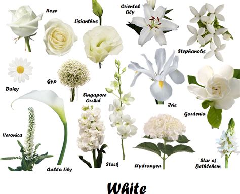 Most beautiful flowers in the world with names & pictures. white summer flowers