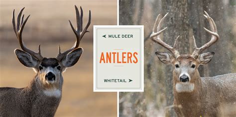 Mule Deer Vs Whitetails A Species Comparison Meateater Wired To Hunt