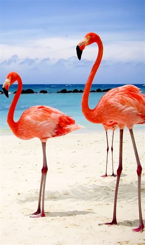 Flamingos Birds Lake Sands Sea Water Hd Phone Wallpaper Peakpx