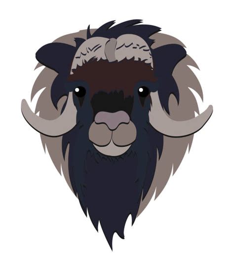 Musk Ox Illustrations Royalty Free Vector Graphics And Clip Art Istock