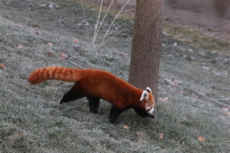 Detroit Zoo Now Home To 1 Of Largest Red Panda Exhibits In Us After