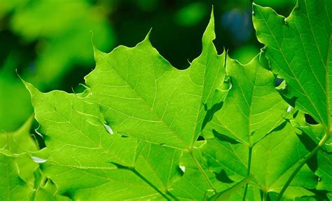Hd Wallpaper Canada Penticton Leaves Tree Green Leaf Plant Part