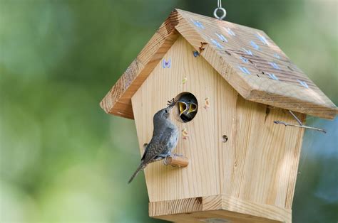 32 Free Diy Birdhouse Plans You Can Build Today Bird House Kits Bird