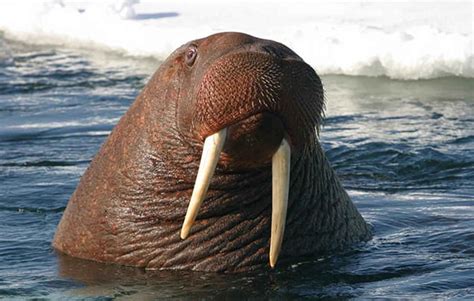 10 Walrus Facts For Kids National Geographic Kids