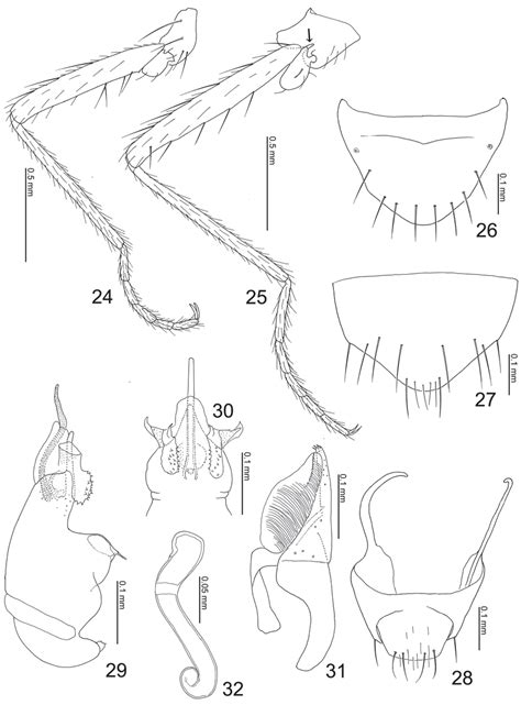 Body Parts Of Aenictosymbia Cornuta Maruyama Gen And Sp N 24―left Mid