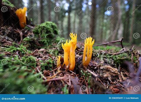 The Golden Yellow Coral Mushroom Ramaria Aure In The Forest Stock Image