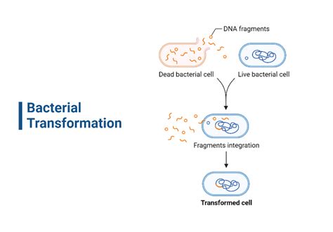 Bacterial Transformation Biorender Science Templates