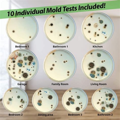 Mold Test Kit 10 Individual Tests Included Evviva Sciences