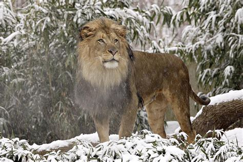 Leo The Lion Cat Snow Lion Animal Hd Wallpaper Peakpx