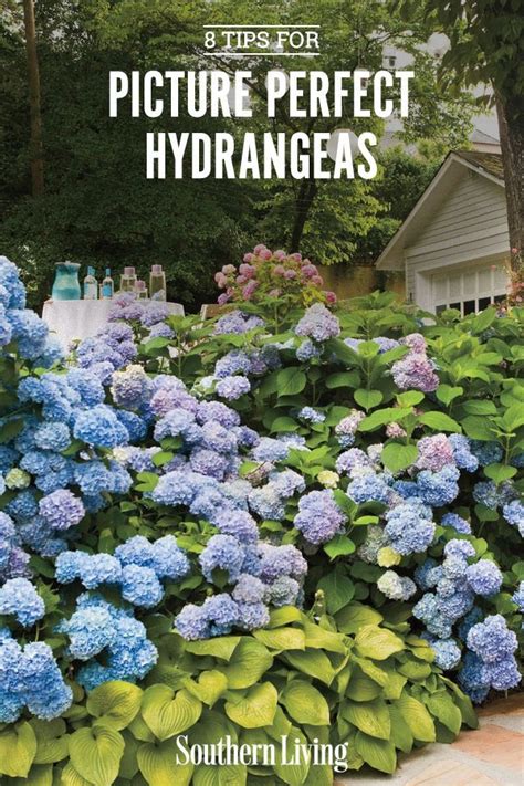 8 Secrets To The Longest Lasting Hydrangeas Planting Hydrangeas