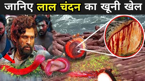 लाल चंदन का खूनी खेल Red Sanders Of Andhra Pradesh Red Sanders In Hindi Youtube