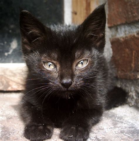 Filepolish Kitten Wikimedia Commons