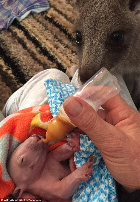 White Wolf Tender Moment A Kangaroo Helps To Feed His Wombat Baby