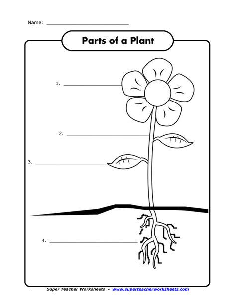 1st Grade Parts Of A Plant Idea Chocmales