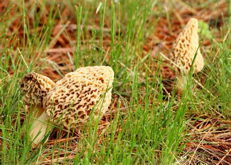 Want To Become A Certified Wild Mushroom Identification
