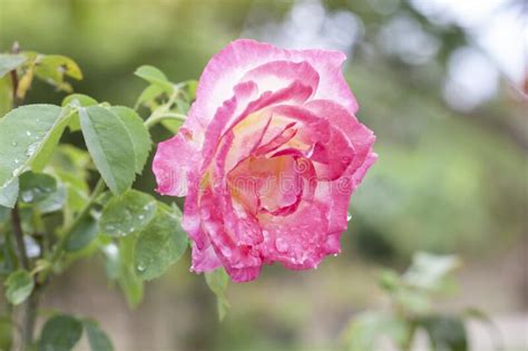 Pink And Yellow Rose Flower To Blooming After Rain With Raindrops In