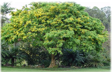 Plant A Tree Philippines Narra Treepterocarpus Indicus