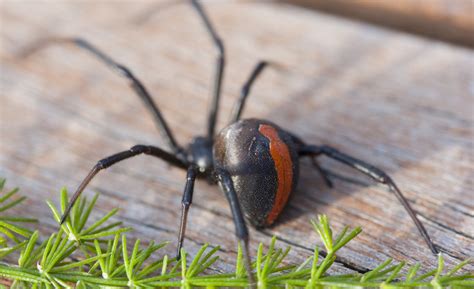 Redback Spider Lactrodectus Hasselti Australia Professional Pest