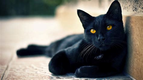 Black Cat With Yellow Eye Hd Wallpaper Hd Wallpapers