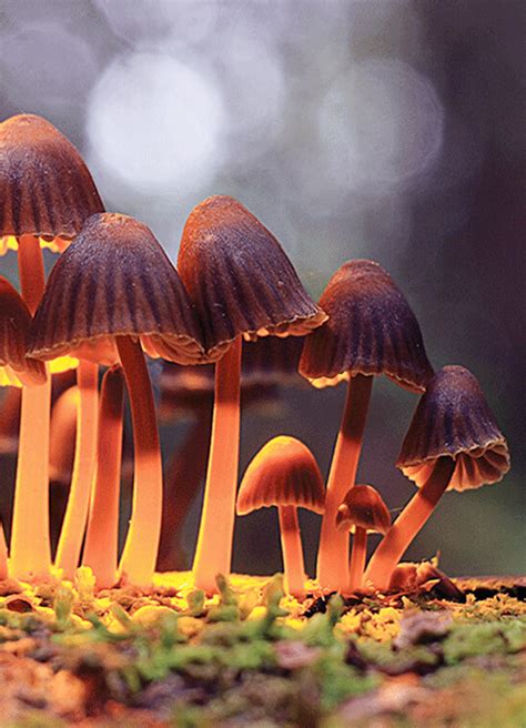 Mushrooms for Depression - Discover - Mushly.