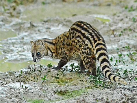 Small Indian Civet Mammals At Rajaji National Park Rajaji National Park