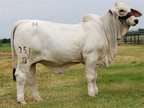 Bahman Bull Mr V8 194 7 V8 Ranch Brahman Cattle In Hungerford And